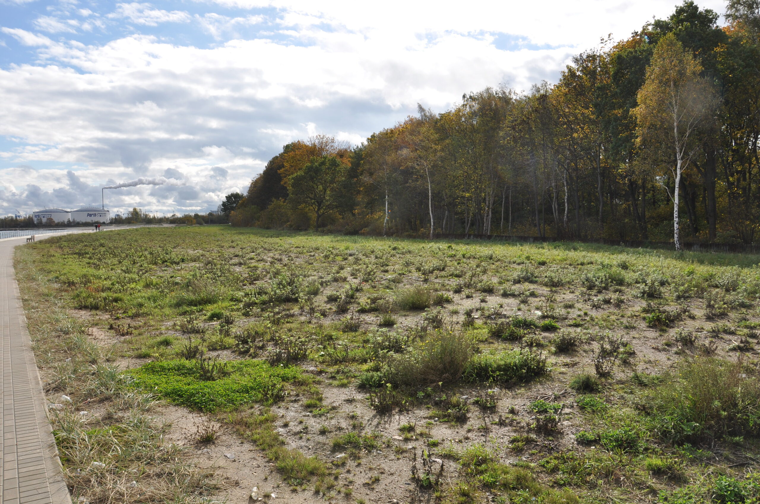 Zieleń i las w rejonie Westerplatte