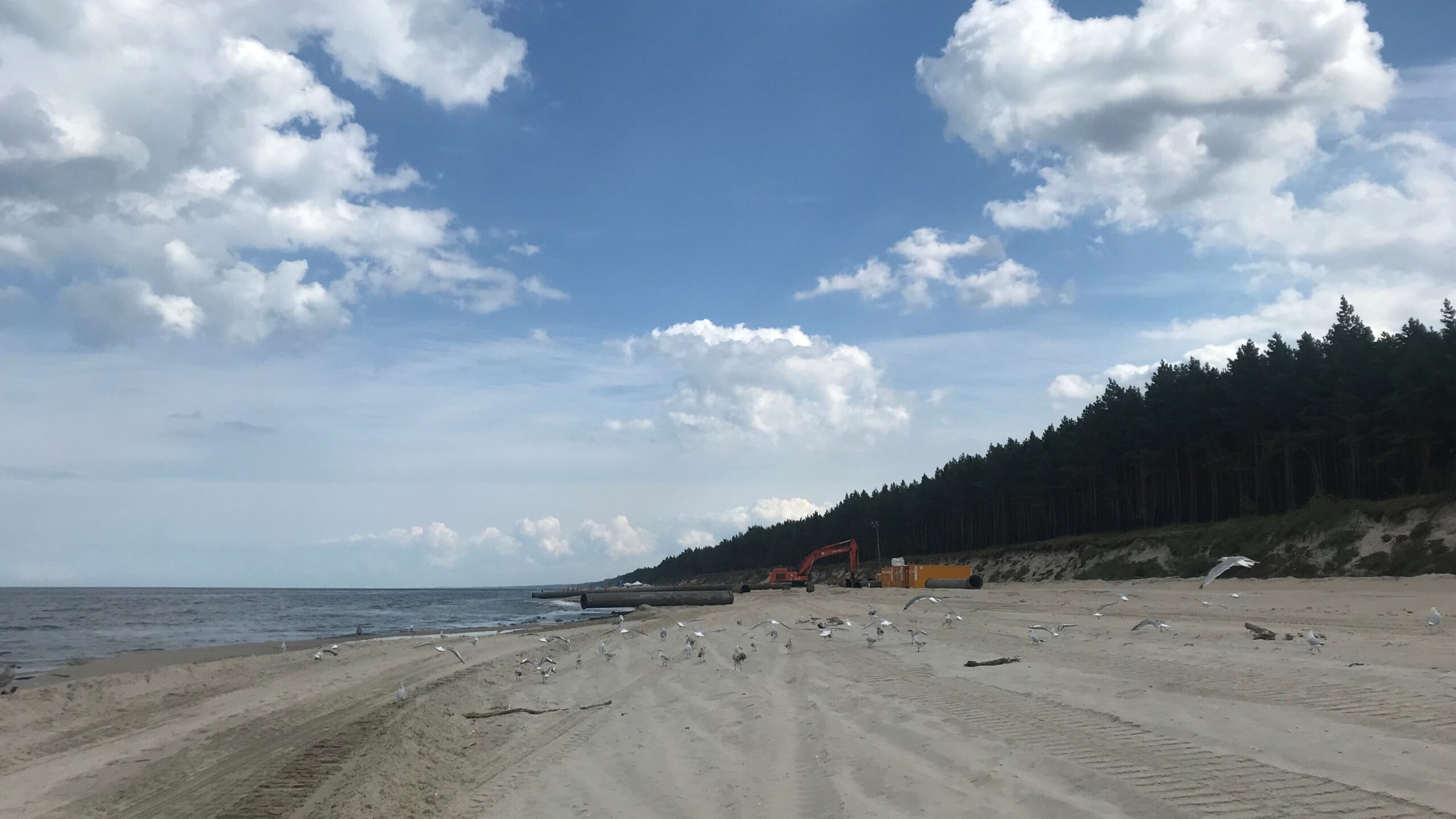 Refulacja plaż w Sztutowie i Stegnie - na pierwszym planie stado mew