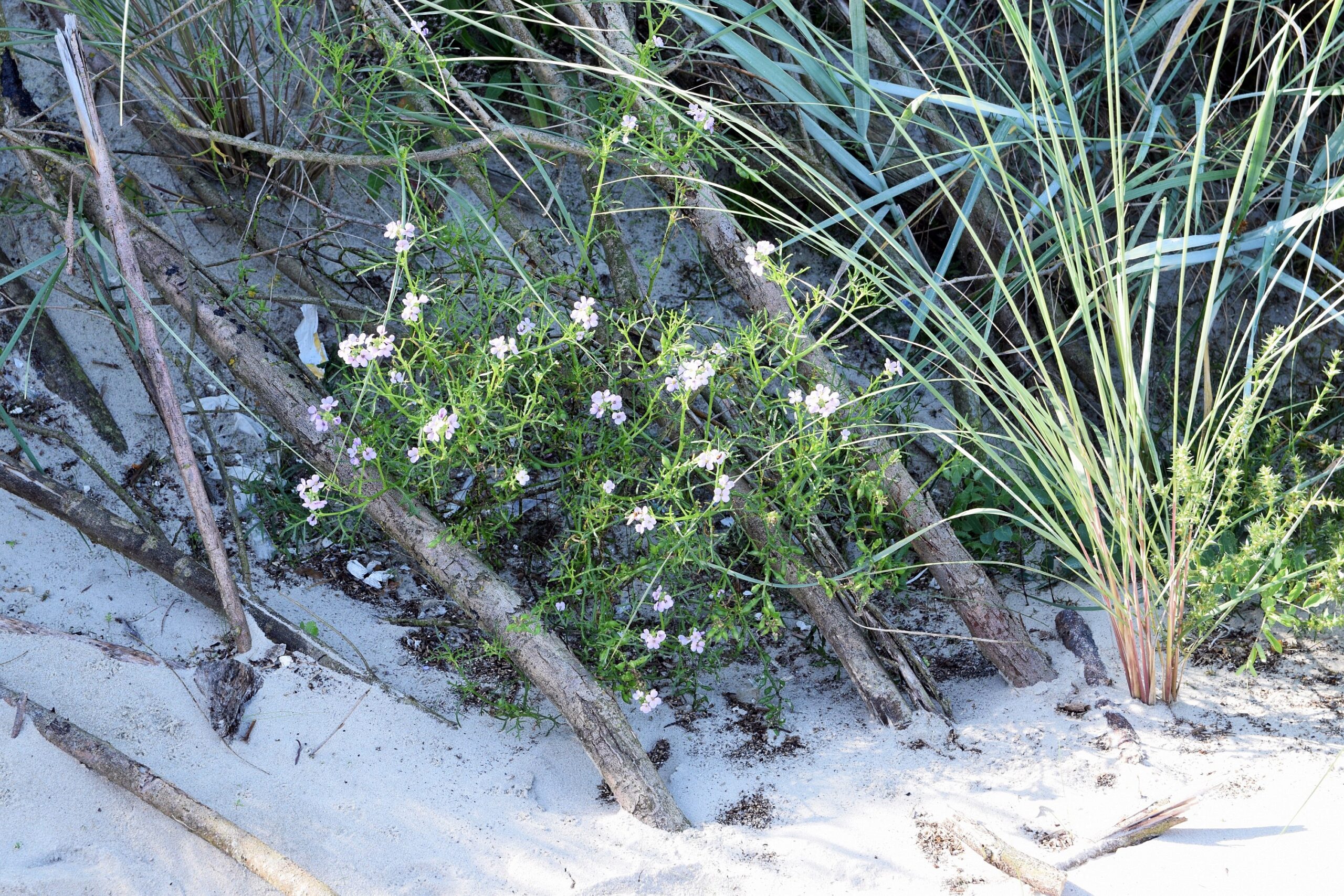 Zdjęcie kwitnącej rukwieli nadmorskiej u podnóża zniszczonej wydmy. Widoczne również trawy wydmowe oraz solanka kolczysta.
