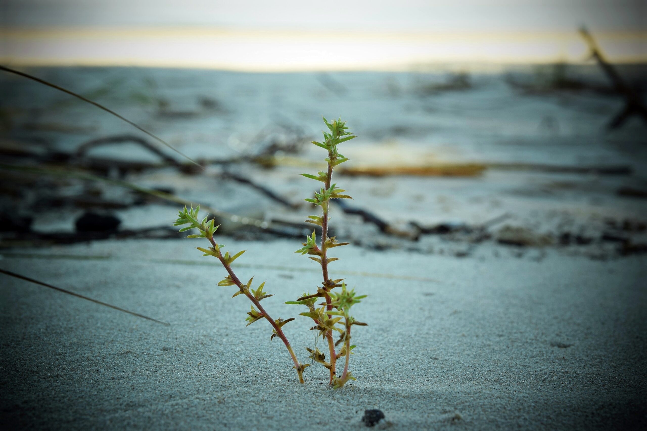 Zdjęcie solanki kolczystej wyrastającej z piasku plażowego.