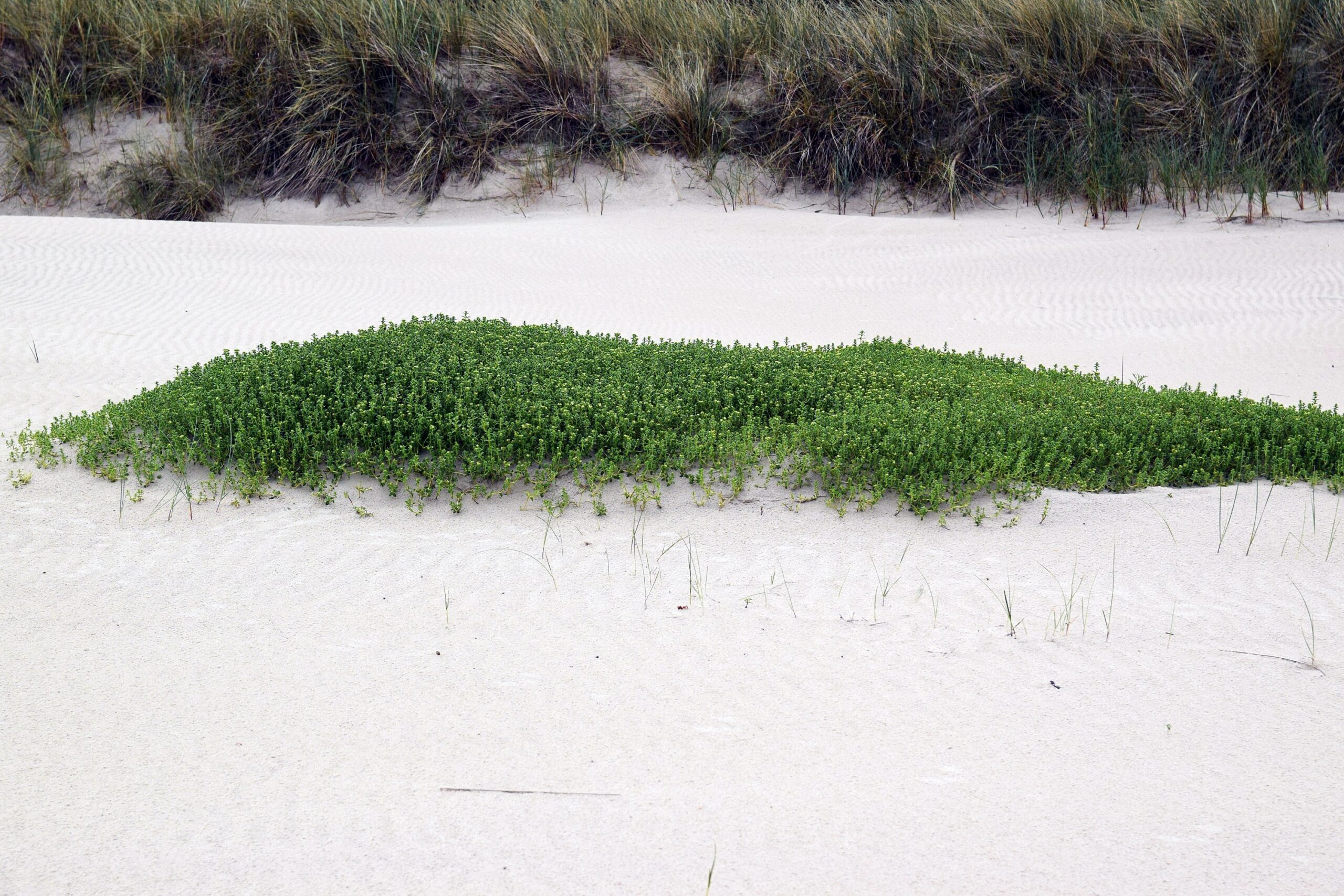 Zdjęcie dużej zielonej kępy honkenii, rosnącej na plaży.