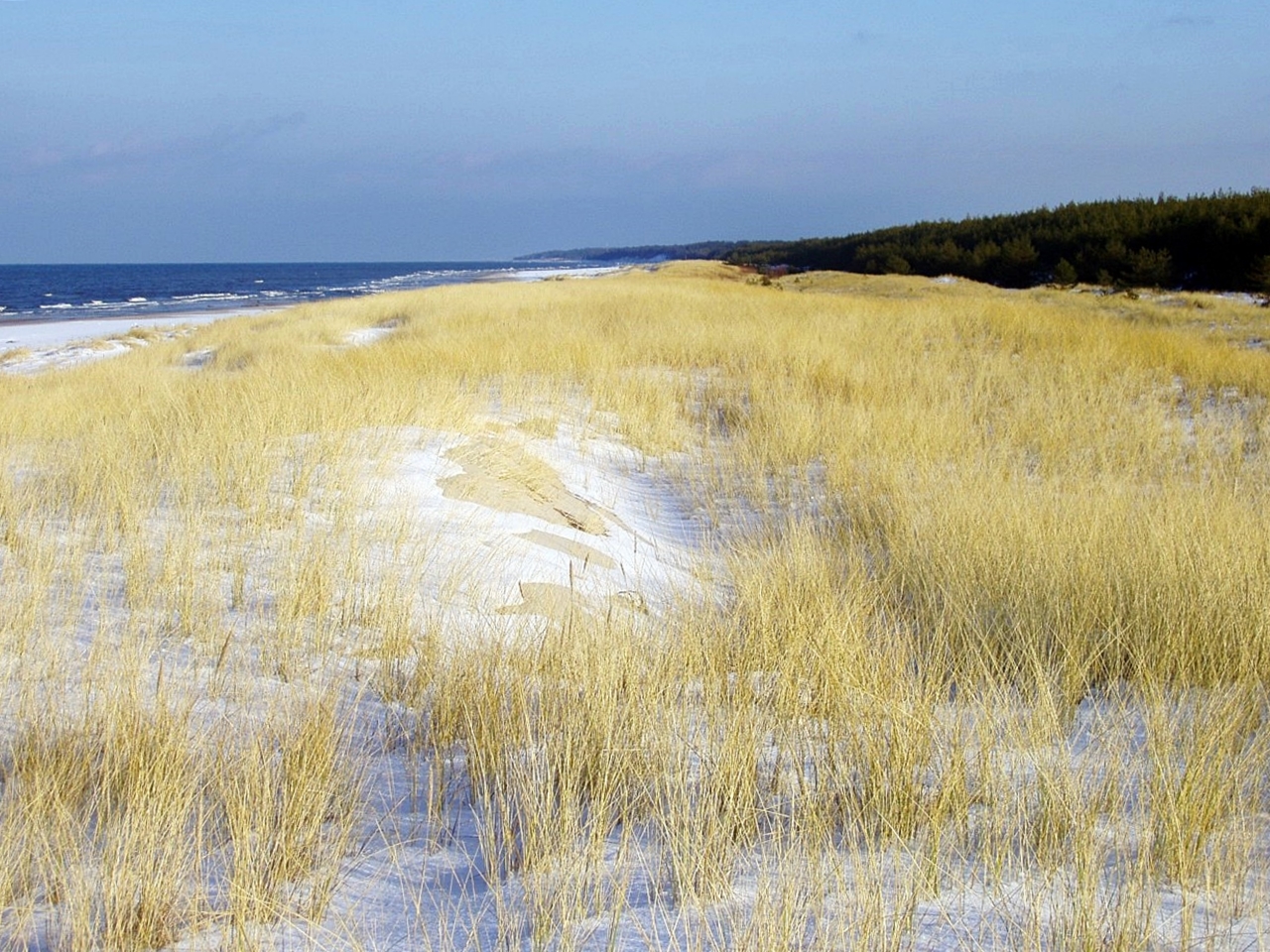 Zdjęcie wydmy białej, pokrytej cienką warstwą śniegu, porośniętej pożółkłą trawą – piaskownicą zwyczajną.