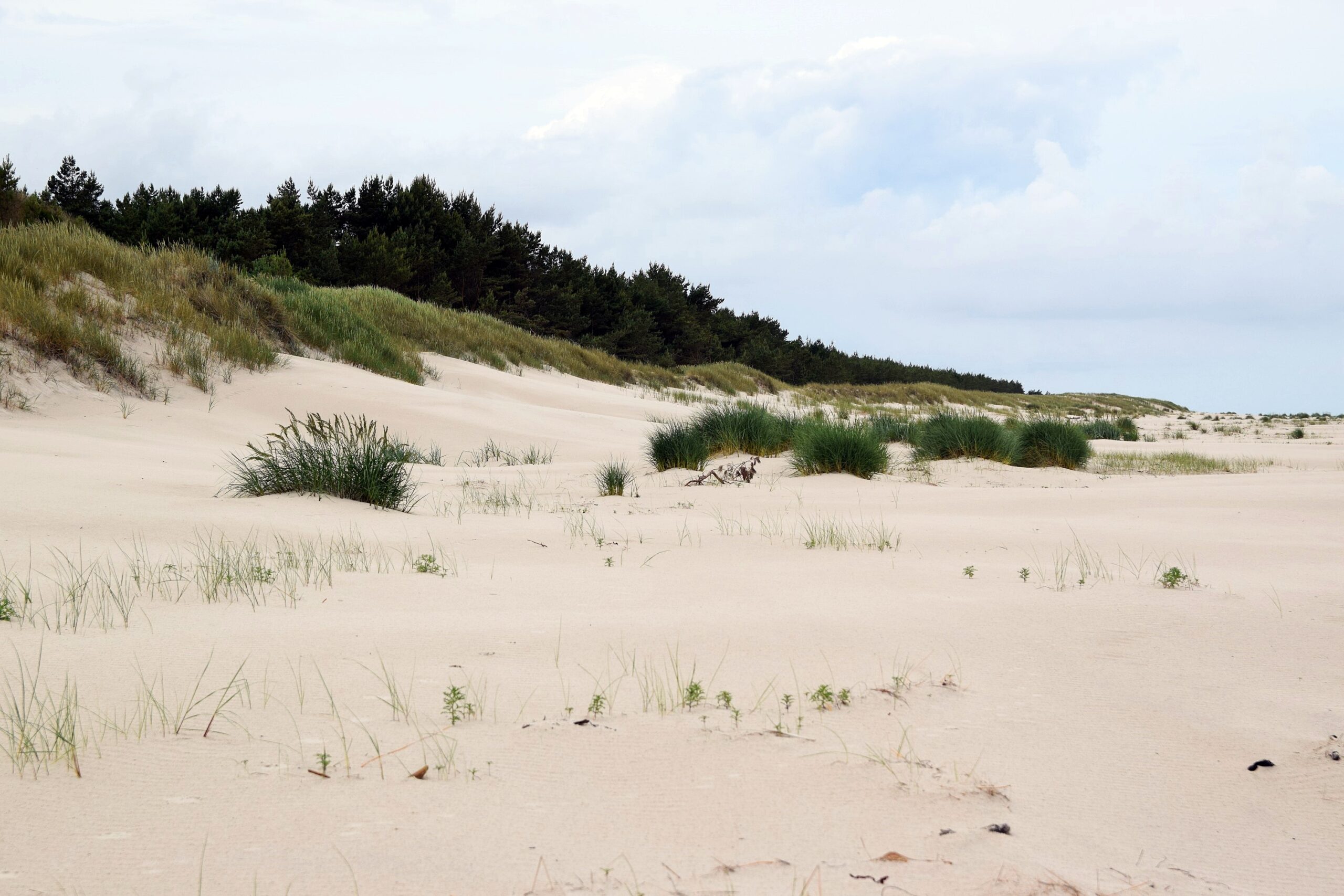 Zdjęcie plaży, na której w naturalny sposób tworzą się nowe wydmy za sprawą roślinności plażowo wydmowej