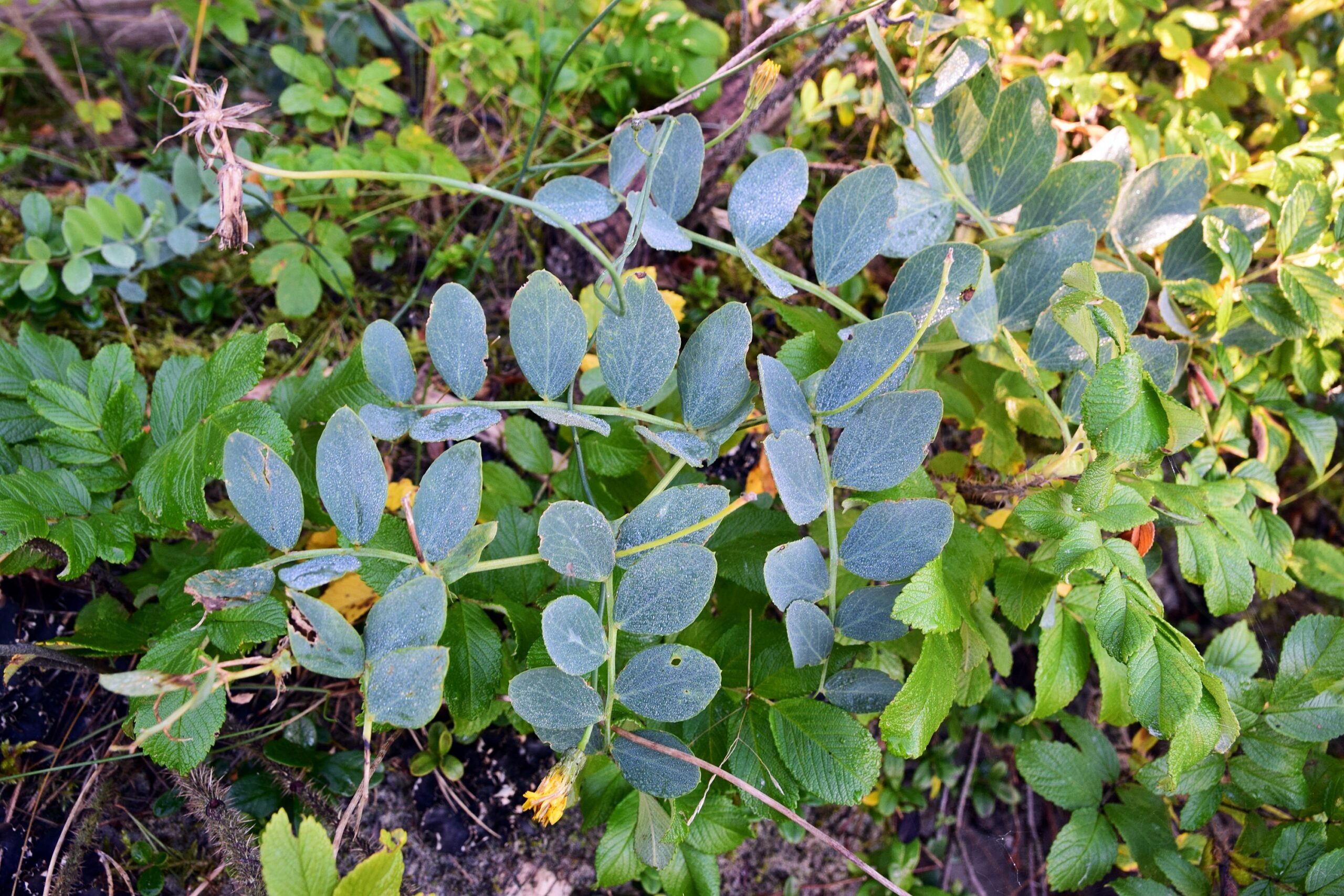 groszek nadmorski (Lathyrus japonicus)