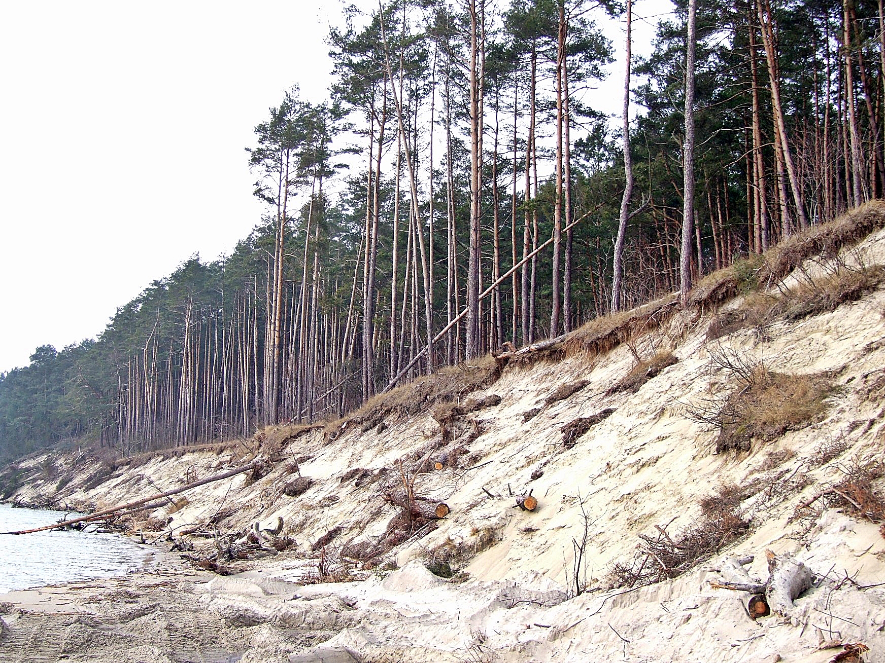 Zdjęcie odsłoniętego, piaszczystego zbocza, na którego koronie rośnie las. Widoczne drzewa, które spadły z krawędzi klifu.