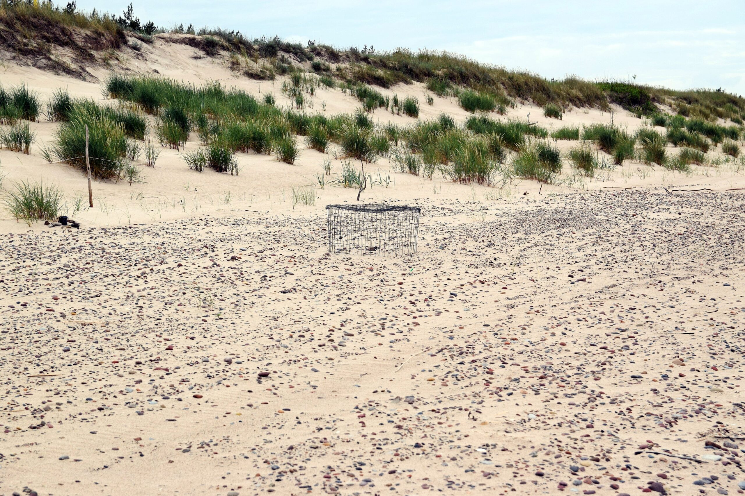 Zdjęcie plaży, na której znajduje się kosz z metalowej siatki, chroniący sieweczkę wysiadującą jaja.
