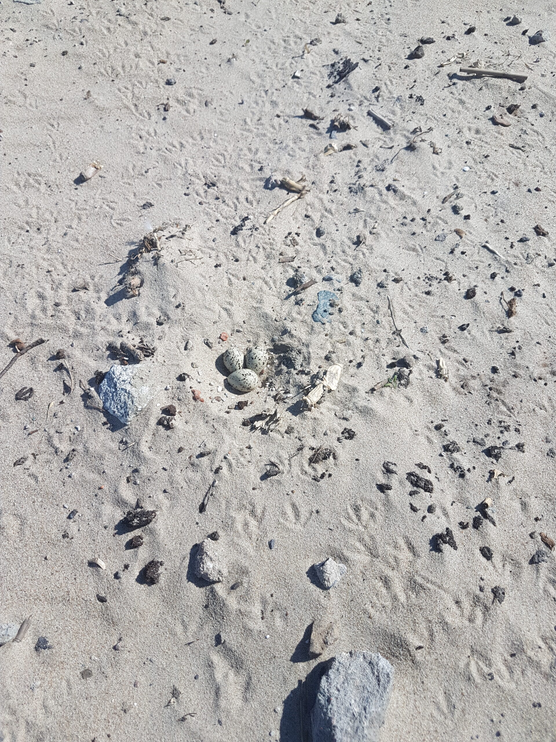 Gniazdo sieweczki obrożnej na tle plaży.
